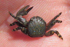 Petrolisthes cinctipes