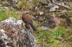 Ochthoeca fumicolor
