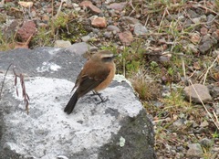 Ochthoeca fumicolor