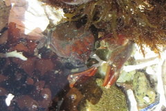 Petrolisthes cinctipes