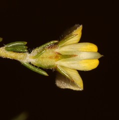 Aspalathus wittebergensis