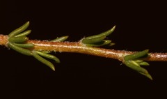 Aspalathus wittebergensis