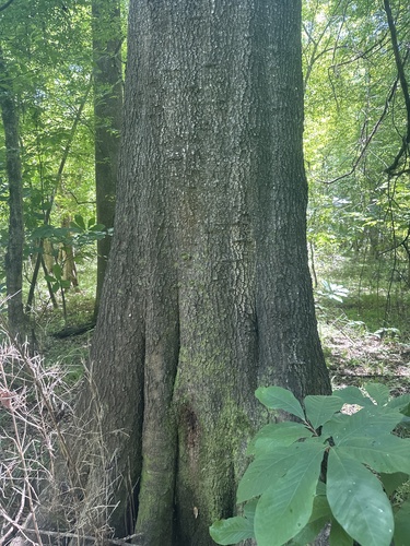 Quercus laurifolia, photograph 6