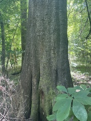 Quercus laurifolia, photograph (c) Scott Ward, some rights reserved (CC BY)