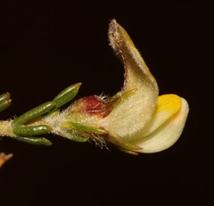 Aspalathus wittebergensis