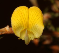 Aspalathus wittebergensis