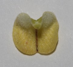 Aspalathus wittebergensis