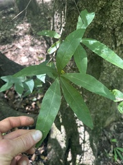 (c) Scott Ward, some rights reserved (CC BY) Quercus laurifolia, photograph (c) Scott Ward, some rights reserved (CC BY)