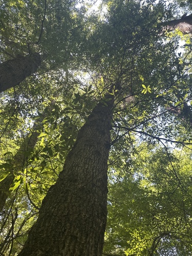 Quercus laurifolia, photograph 4