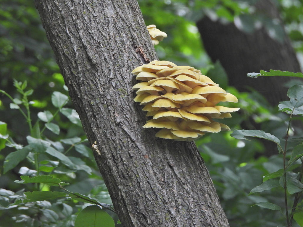 Golden Oyster Mushroom · June 2026 · photo: Photo: (c) Dani Alba, some rights reserved (CC BY) · iNaturalist