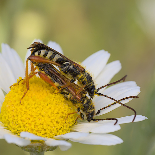 Stenopterus rufus
