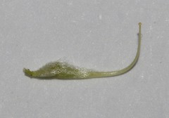 Aspalathus wittebergensis