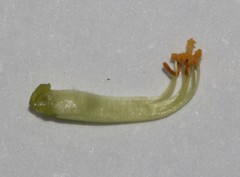 Aspalathus wittebergensis