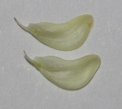 Aspalathus wittebergensis