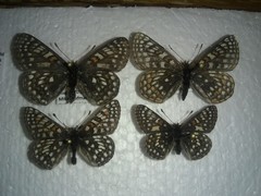 Euphydryas anicia windi