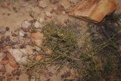 Aspalathus wittebergensis