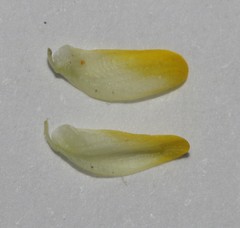 Aspalathus wittebergensis