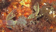 Petrolisthes cinctipes