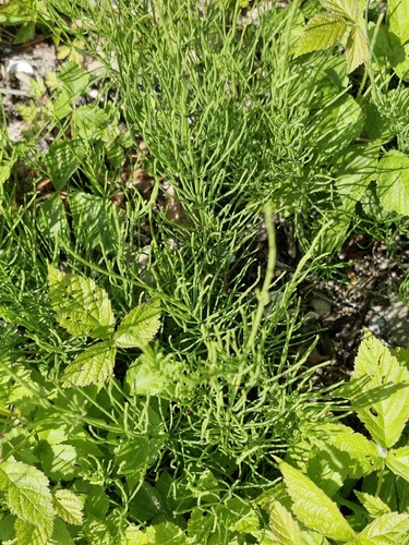 field horsetail