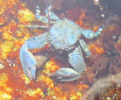 Petrolisthes cinctipes