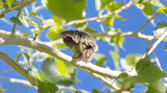 Vireo bellii