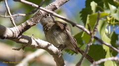 Vireo bellii