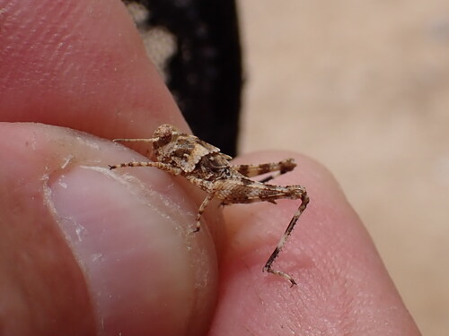 Saltmarsh Band-Winged Grasshopper