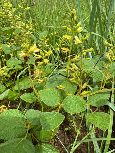 Rhynchosia latifolia, photograph 1