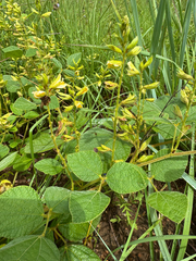 Rhynchosia latifolia