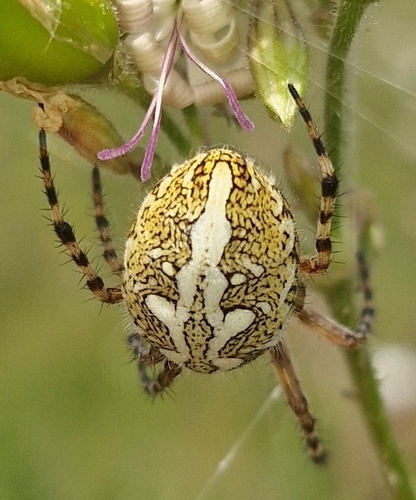 Oak Spider