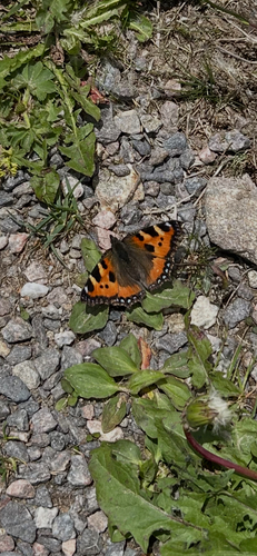 Small Tortoiseshell