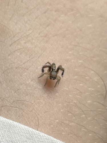 Beardfooted spider