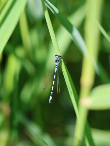 Southern Damselfly
