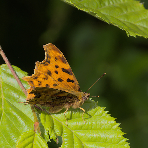 European Comma