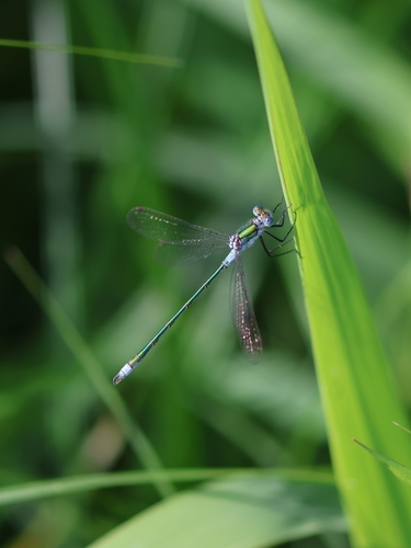 Common Spreadwing