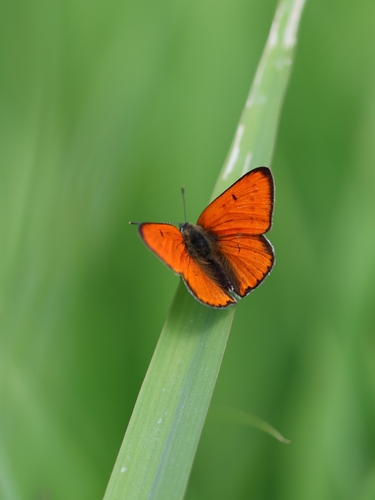 Large Copper