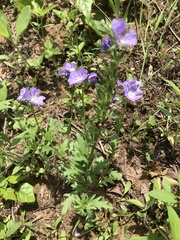 Phacelia patuliflora