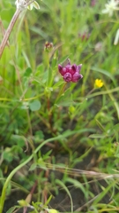 Trifolium depauperatum