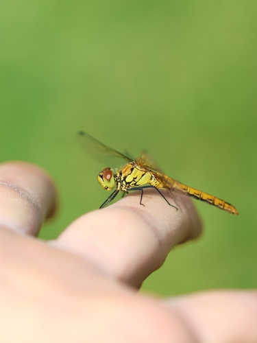 Ruddy Darter