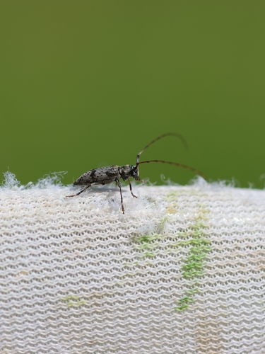Leiopus femoratus