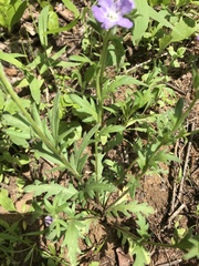 Phacelia patuliflora