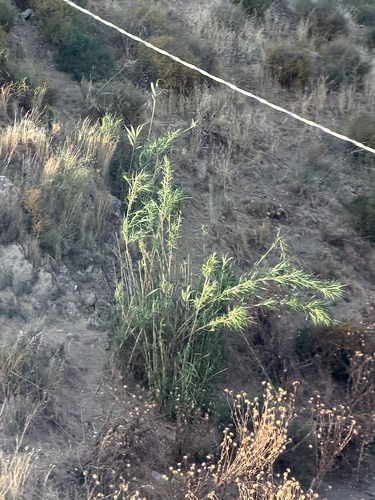 giant reed