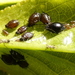 Black Cherry Aphid - Photo (c) alderash, some rights reserved (CC BY-NC), uploaded by alderash