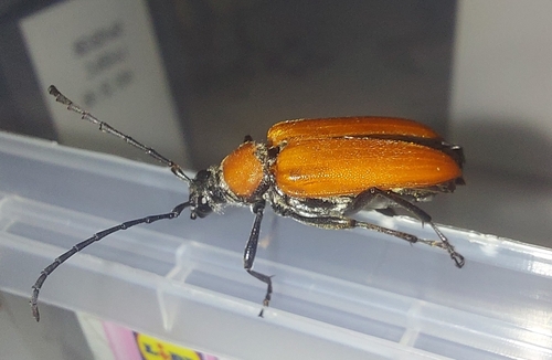 Stictoleptura fontenayi