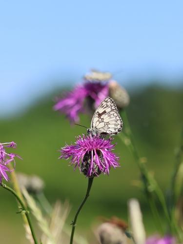 Marbled White