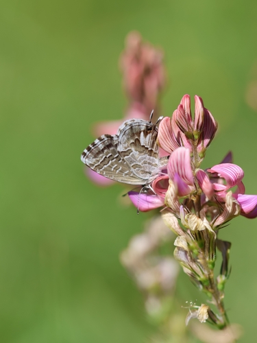 Common Geranium-bronze