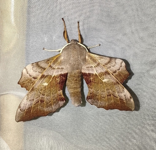 Poplar Hawkmoth