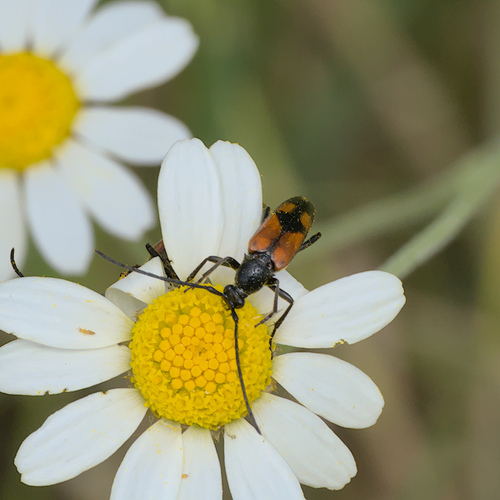 Stenurella bifasciata