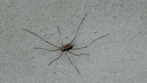 European Harvestman