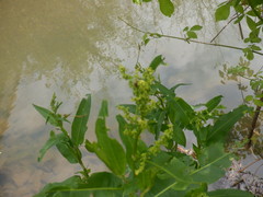 Rumex altissimus